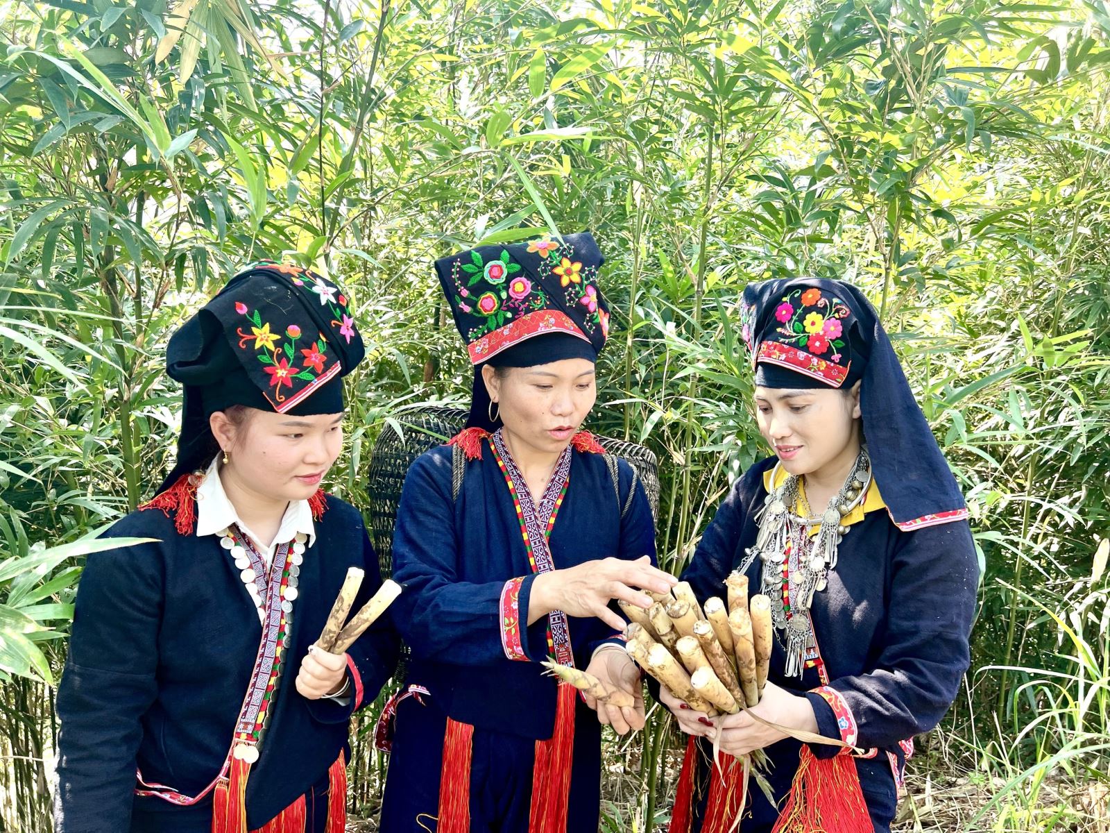 Giới thiệu nhiệm vụ khoa học và công nghệ: Xác lập quyền Nhãn hiệu chứng nhận “Măng sặt Văn Chấn” cho sản phẩm Măng sặt của huyện Văn Chấn, tỉnh Yên Bái