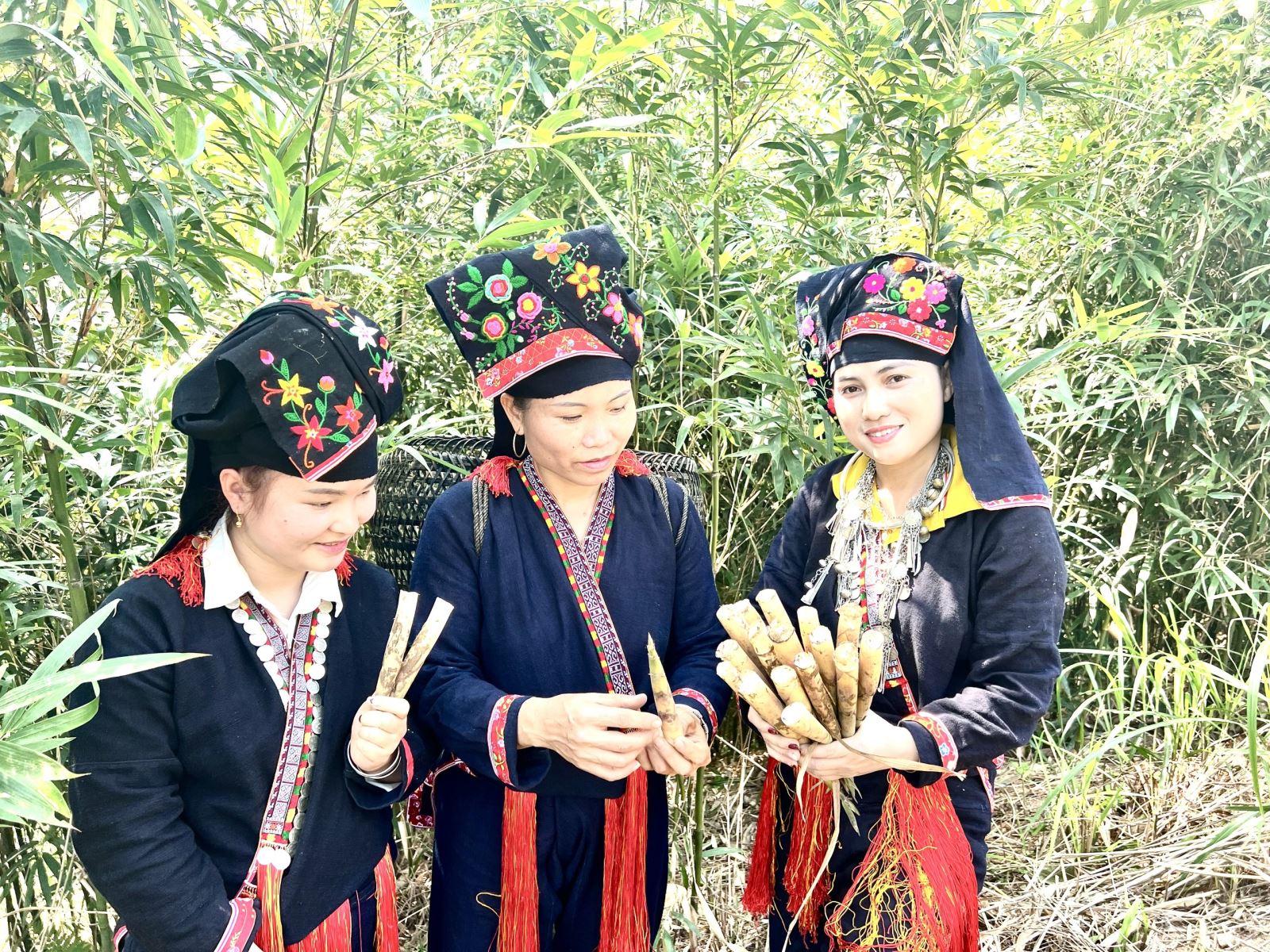 Măng sặt Văn Chấn - Sản phẩm đặc sản núi rừng