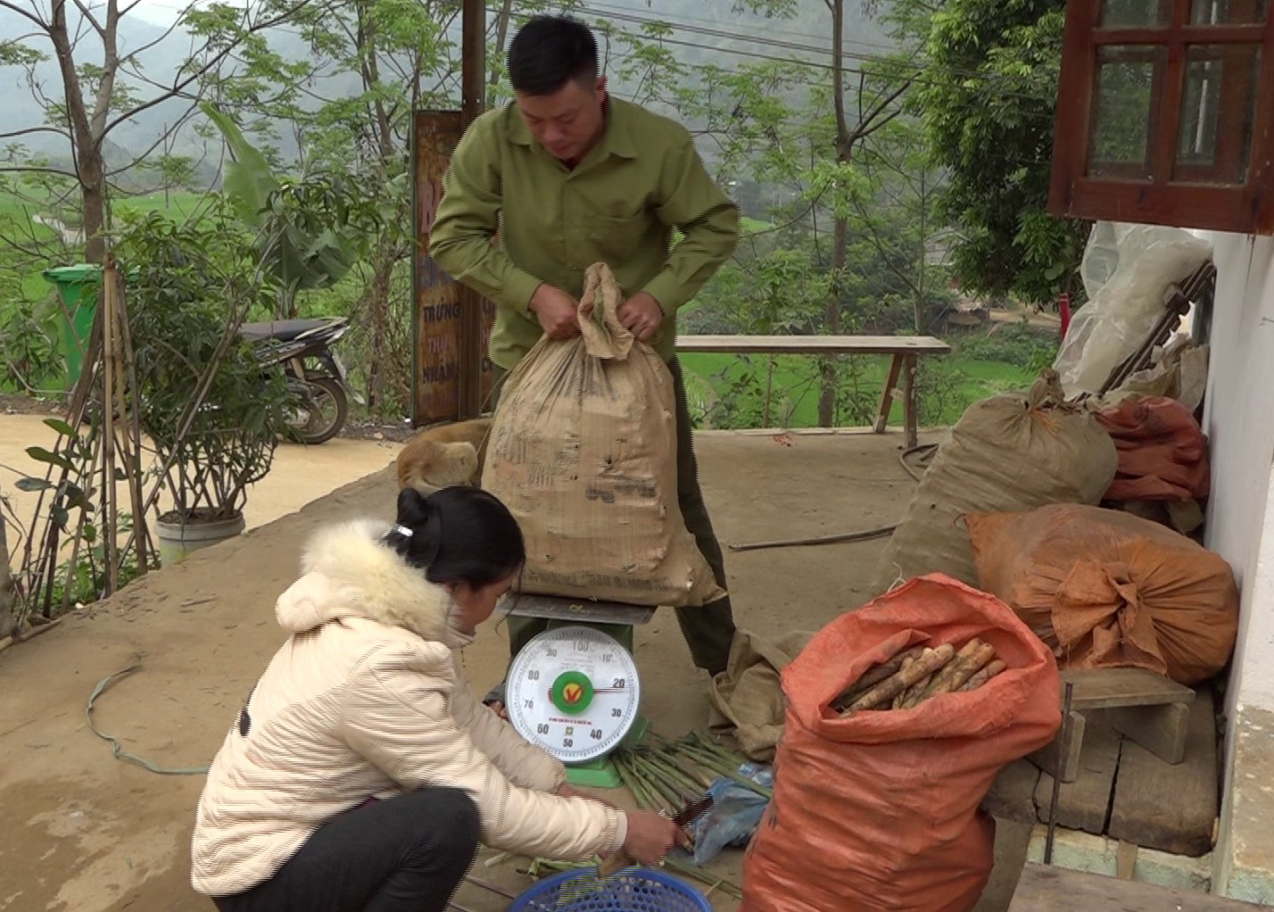 Thông tin về hiện trang sản xuất và tiêu thụ măng sặt của huyện Văn Chấn