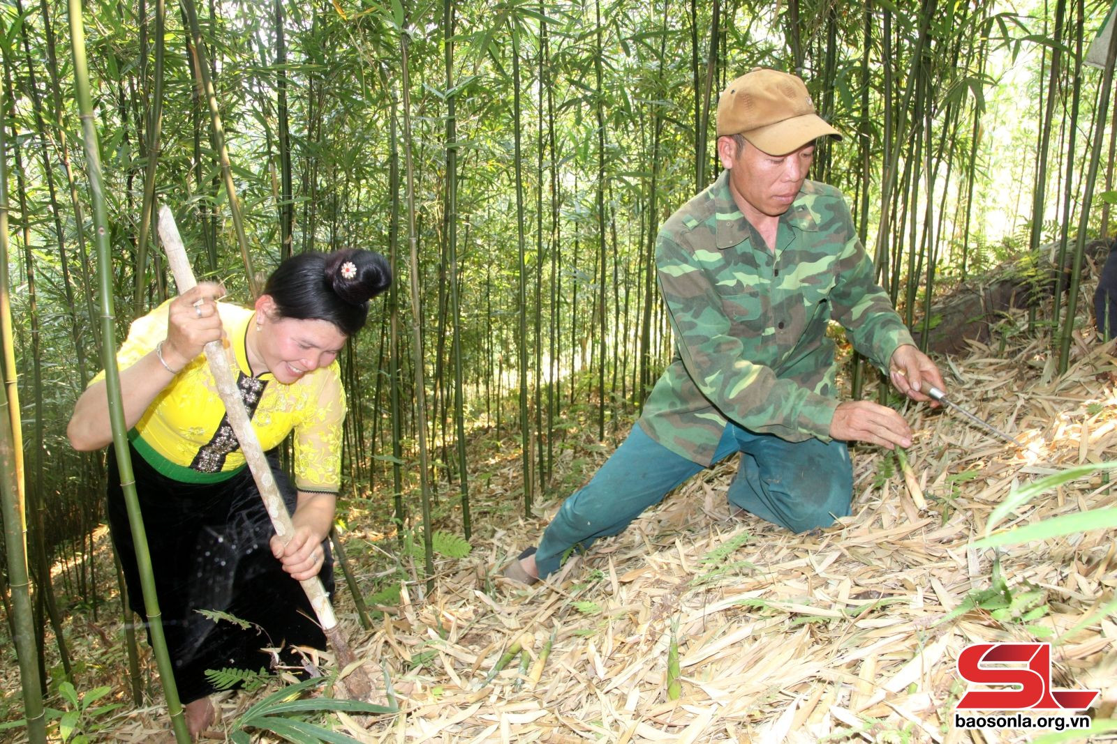 Vụ măng sặt Văn Chấn 2025