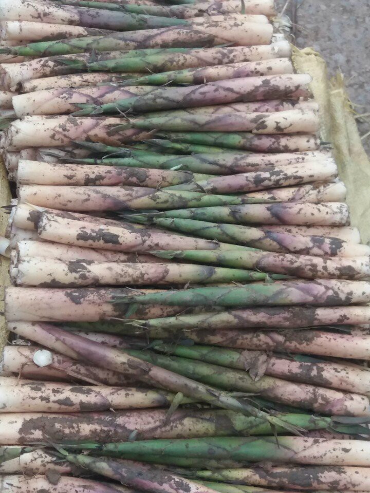 Được mùa, được giá vụ măng sặt 2025 của huyện Văn Chấn